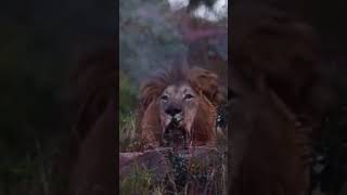 lion real sound sher ki dahad #youtube #youtubeshorts #alnoortiktok