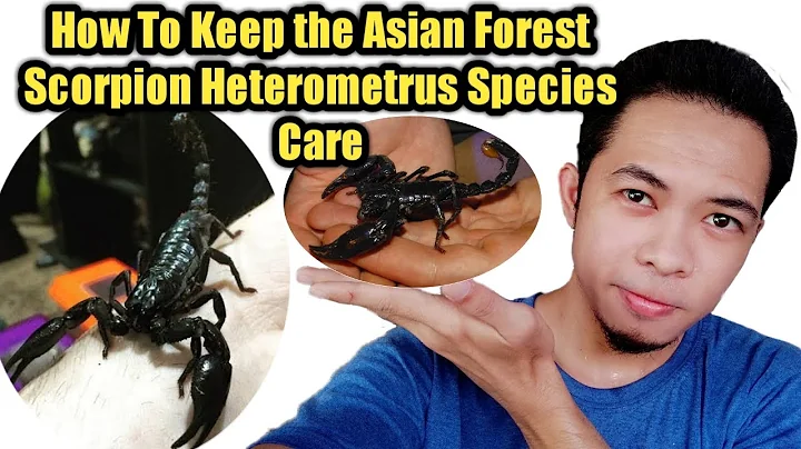 How To Keep the Asian Forest Scorpion Heterometrus Species Care