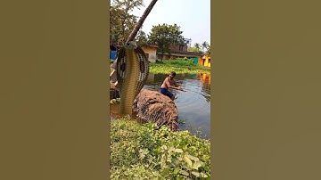 Big Anaconda Snake Attack in Real Life HD Sort Video||#animal #youtubeshorts #sort #sorts #python