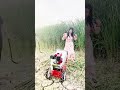 Farming chaff cutter machine for animal feeding #fcnfm #farmmachine