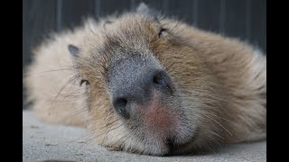 A Day In The Life of My Favourite Capybaras