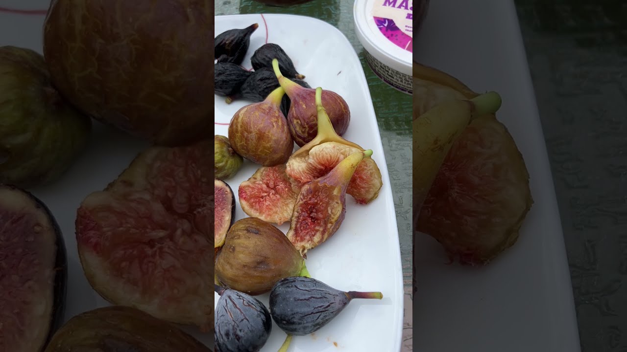 Improved Celeste - Not a Real Improvement #fig #figtree