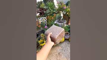 meesho 1kg block cocopeat review|| How to use cocopeat #terrace #flowergarden #cocopeat #gardendesig