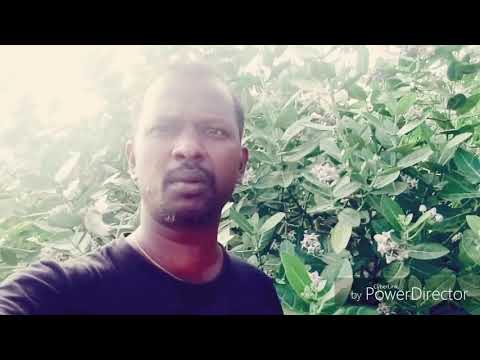 rs.0-|-மூட்டு-வலி-மூலிகை-செடி-|-home-remedy-for-joint-pain-tips-|-moottu-vali-|-|-mootu-vali