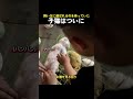 道端で猫を拾ったらまさかの2＋1のサムネイル