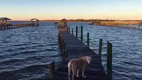 Mellow Wolf Bay