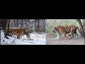 Tigre de bengala vs tigre siberiano quem vence 