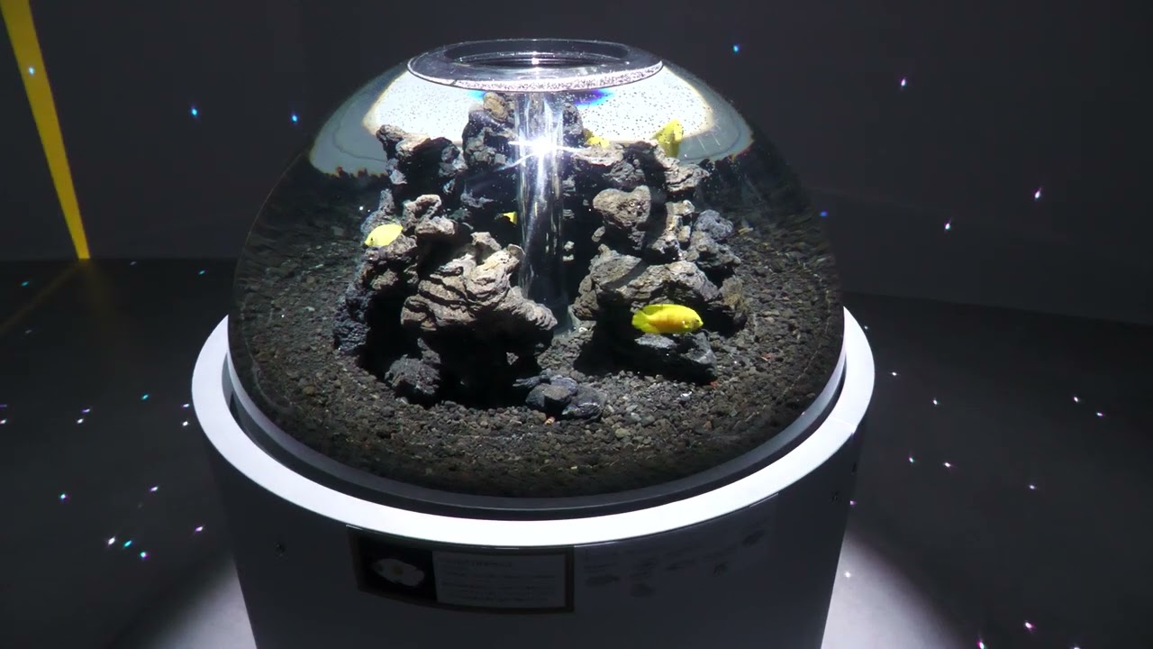 奇跡の惑星 Encounter of the Miraculous Planet (アトア átoa) 2021年10月30日