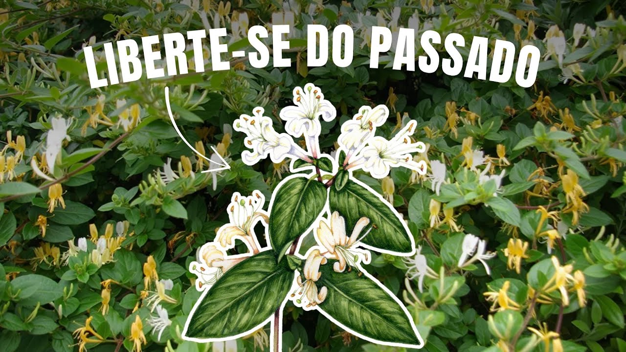 MADRESSILVA: o floral que LIBERTA DO PASSADO e ENSINA A VIVER O PRESENTE - "Madressilva"