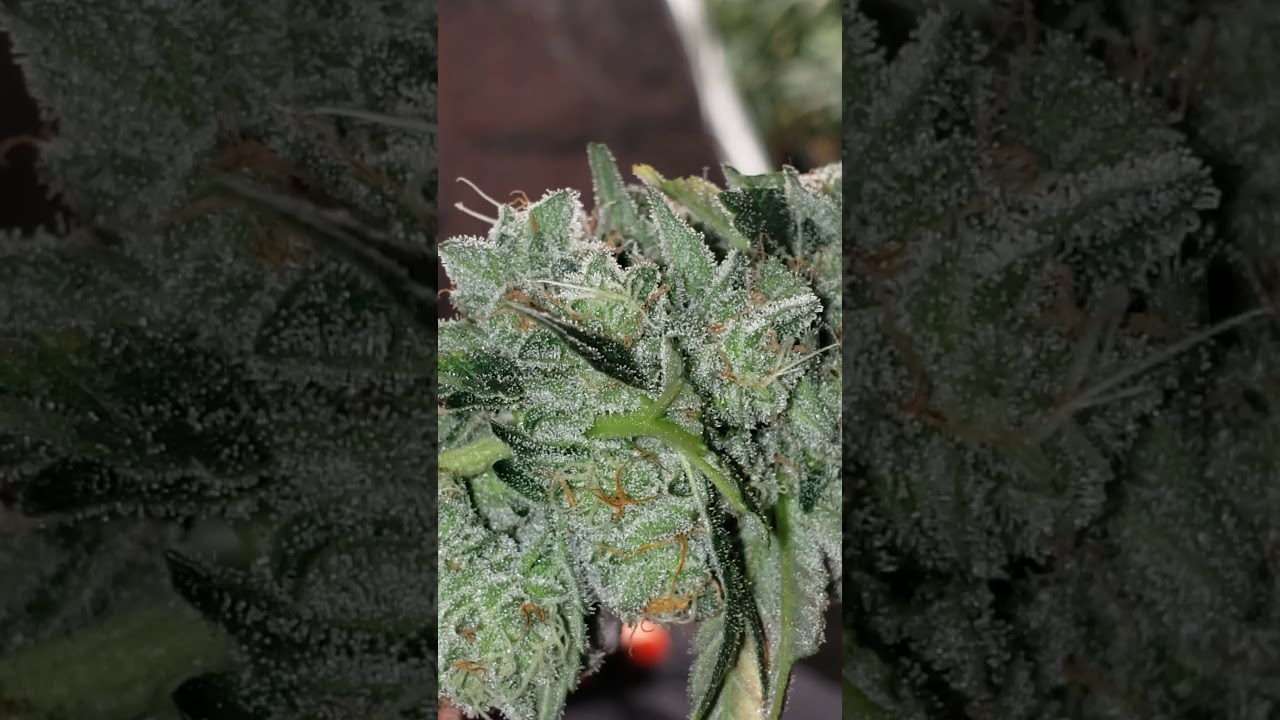 Cutting down my Zookies at 8 weeks of flowering