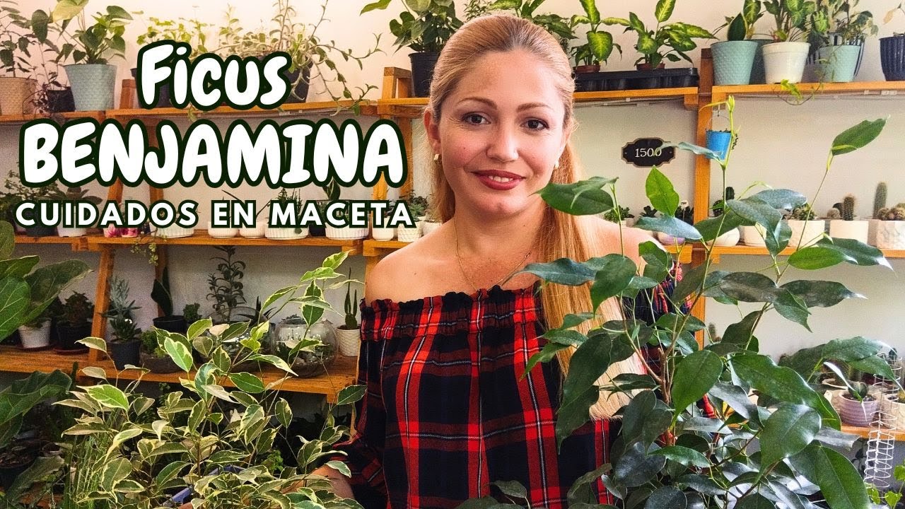 La guía definitiva para cuidar tu ficus benjamina en casa