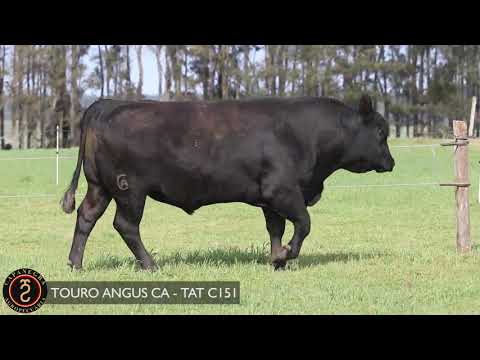 LOTE 43 - TOURO ANGUS CA   TAT C151