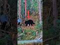 The Perfect Opportunity! Giant Black Bear Spotted Below My Stand#wildlife#trendingshorts#