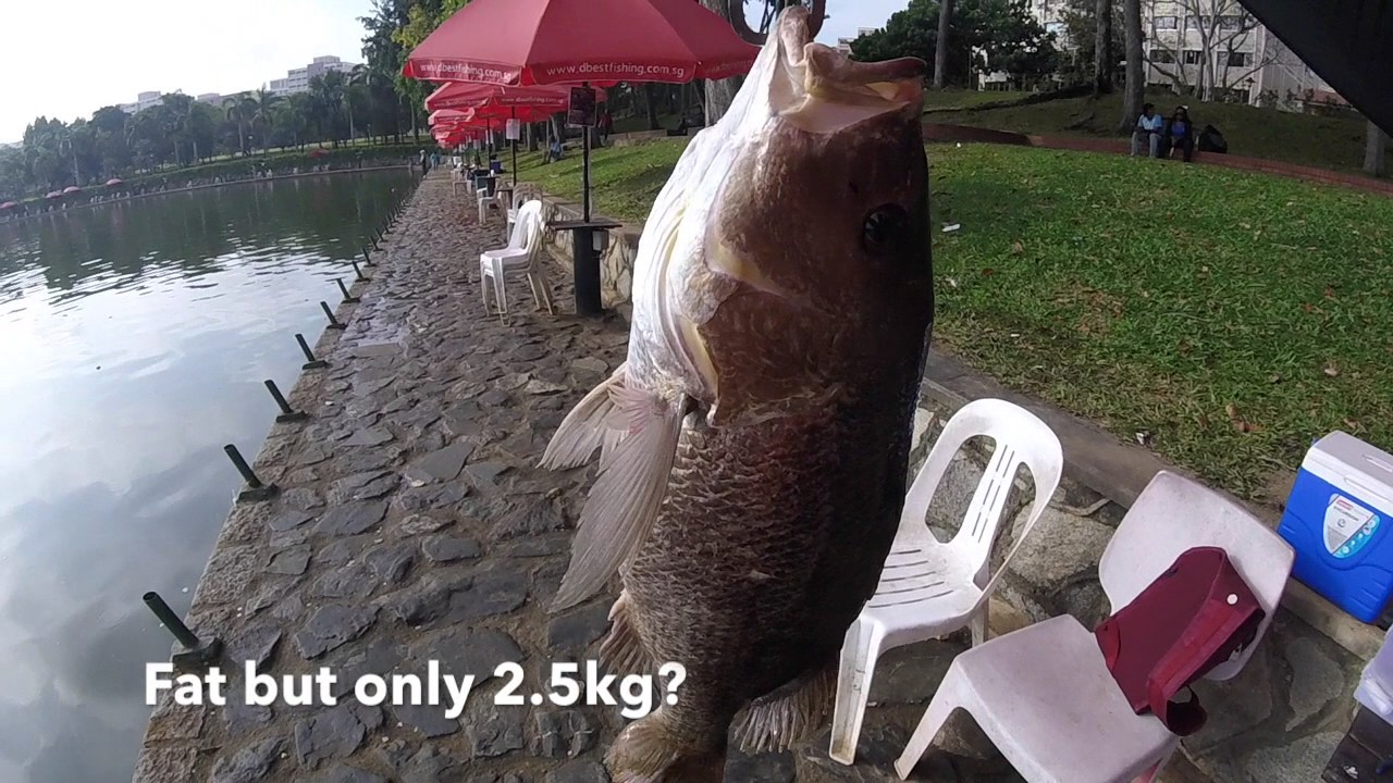 20Feb2017 Fiery Solo D'Best Fishing Main Pond YouTube