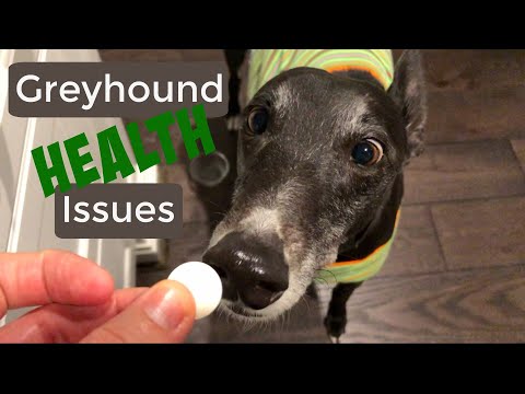 Vídeo: Greyhound Dog Breed Hypoallergenic, Health And Life Span