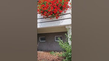 #SHORTS KHANH NGUYEN CUỘC SỐNG ĐỨC, HOA ĐẸP BẠN CÔNG CỦA ĐỨC