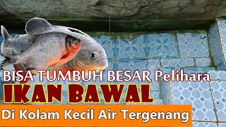 Cara Memelihara Anakan Ikan Bawal  Di Kolam Kecil Air Tergenang TUMBUH SEHAT SAMPAI BESAR