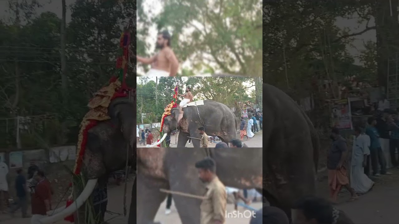 ചെന്തിട്ട ഭഗവതി തിരുവാതിര മഹോത്സവം 2026