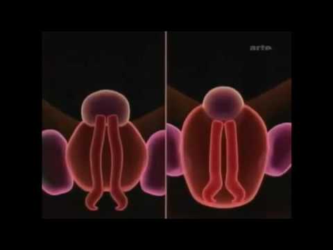 أصل العضو الذكري والأنثوي عند الجنين واحد تغير نوع الجنين
