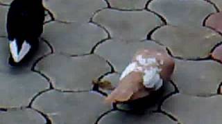 Pllumat E Fatmir Ziholit Mitro