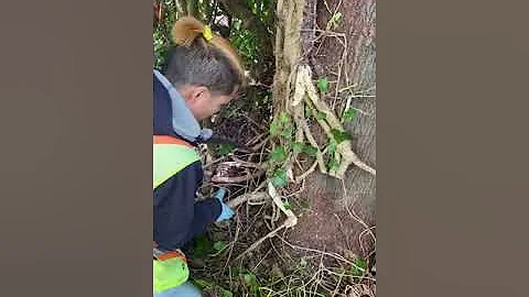 Invasive Species - English Ivy