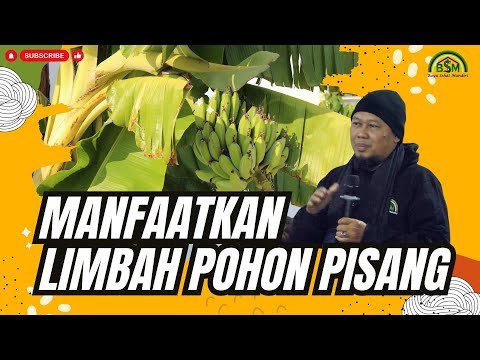 Khasiat Pohon Pisang