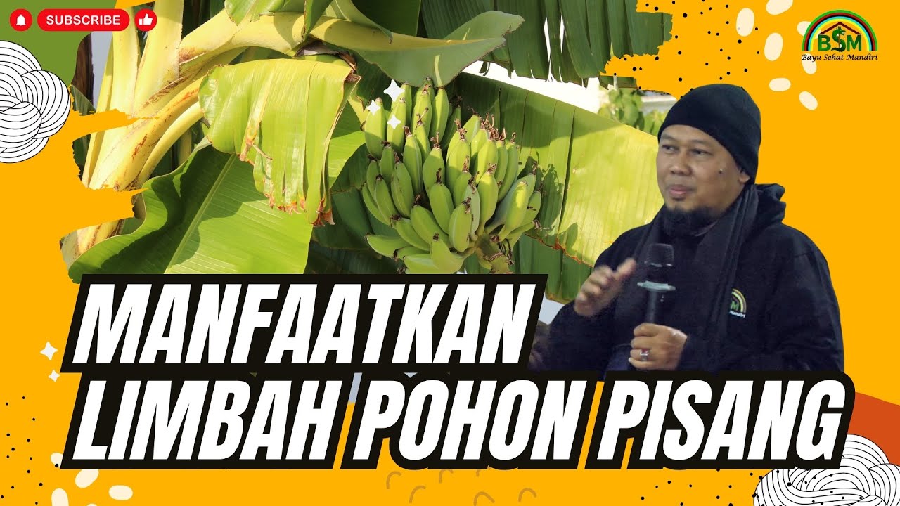 BISAKAH LIMBAH POHON PISANG DIMANFAATKAN #bayudiningrat #bayusehatmandiri #pertanian