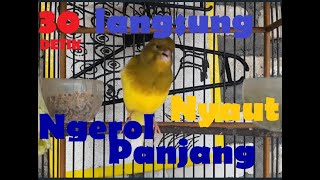 CUKUP 30 DETIK KENARI LANGSUNG NGEROLL AUTO NYAUT, DENGAN PANCINGAN KENARI SATU INI