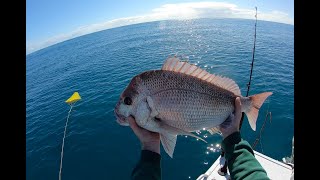 The luckiest pinky in the bay and tuna everwhere Bunbury fishing