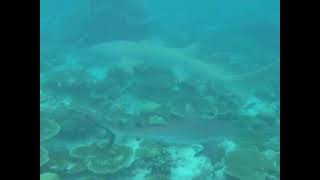Hai Shark Акула Malediven