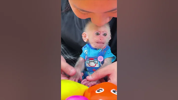 Mom plays with toys with Lala #monkey #monkeysr #babymonkey #cute #funny #animals #thucung #shorts