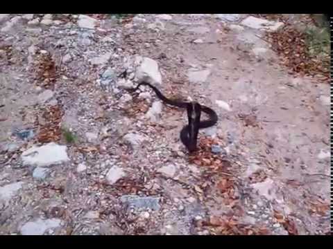 camera iphone 8 plus apk Cobra-Black Equatorial Spitting Cobra