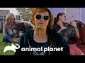 Las más tiernas adopciones de perros rescatados | Pit Bulls y Convictos | Animal Planet