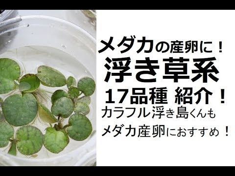 メダカの産卵に 浮草１７品種紹介 カラフル浮き島くんも Youtube