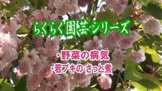 河村通夫のらくらく園芸12年4月 野菜の病気 若ブキのさっと煮