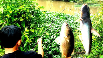 Câu cá rô đồng mùa này hay gặp cá trắng ] Natural fishing @chuachactv
