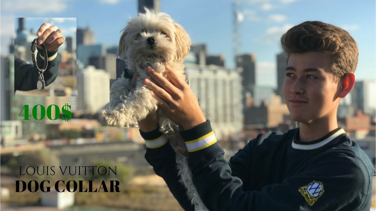 MY DOG HAS A LOUIS VUITTON COLLAR - YouTube