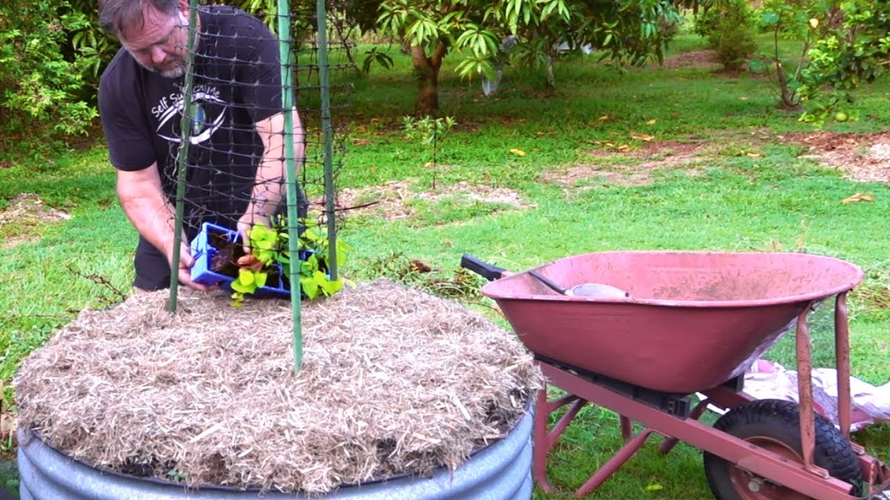 สินค้า refurbished  2022  Planting a DANGEROUS Vegetable in a Refurbished Garden Bed