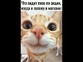 Мемы с котами.