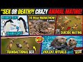 Worst Mating Rituals In Animal Kingdom