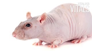 Bioengineered Skin Displays Characteristics Of Integumentary Organ System