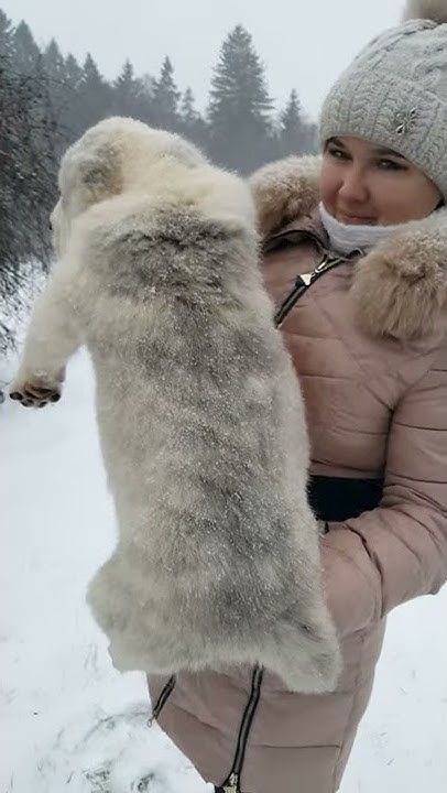 Кобель 2 месяца, сын ДЖАФАРА и Талаш!!!! +375295245256 ( viber ...