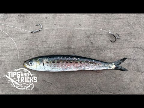 How-to: Trap Rig for HALIBUT 