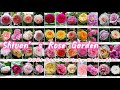 Shiuan’s Rose Garden /2021 my lovely roses（118）/with rose variety name