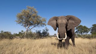 Les Eléphants d'Afrique - La ballade des éléphants heureux—4K