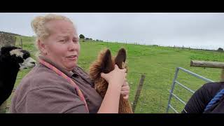 How to catch and halter an Alpaca