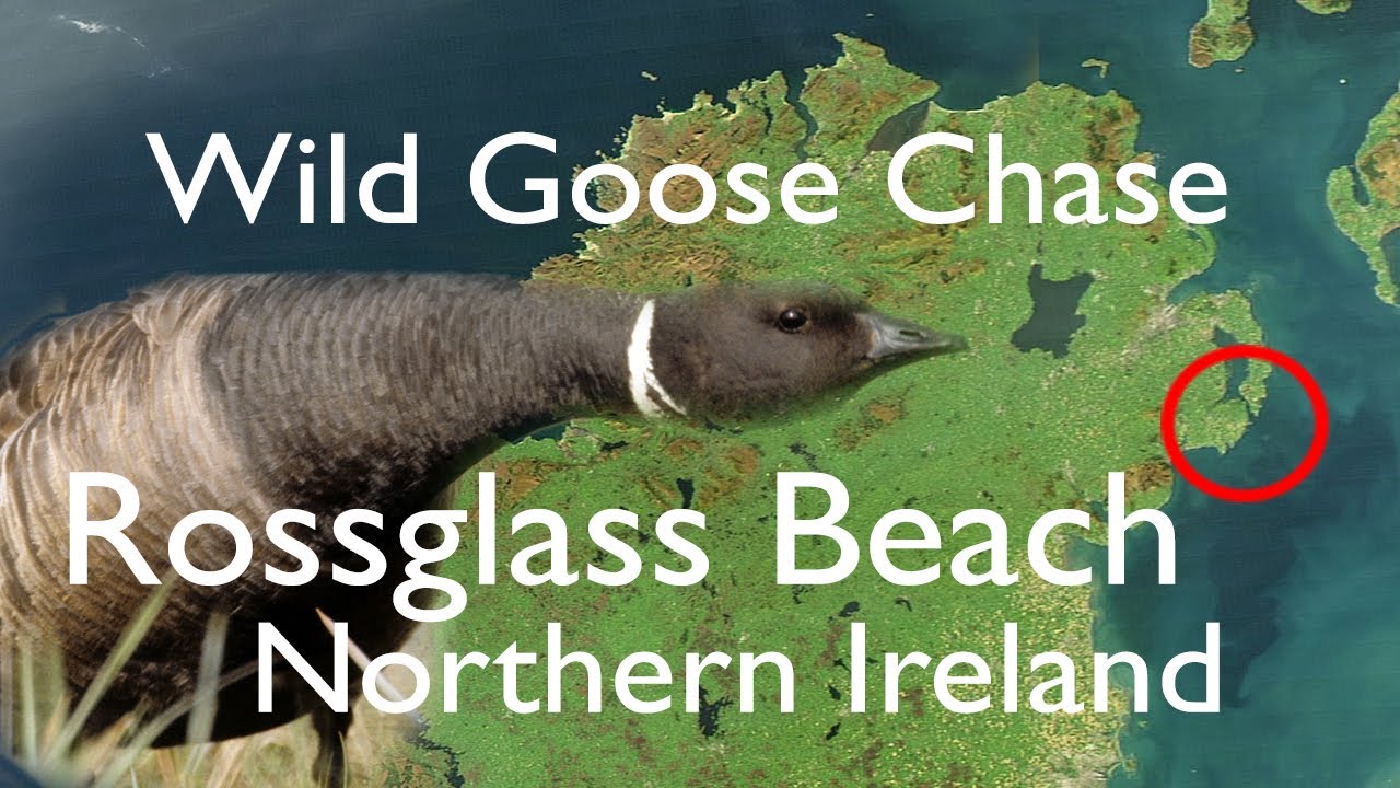 Brent geese on Rossglass Beach -The Rossglass Diaries - November 2020