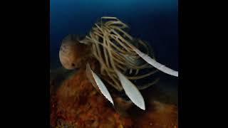 Free Slow Intense Romantic Beat Nautilus Prod. By Phasi