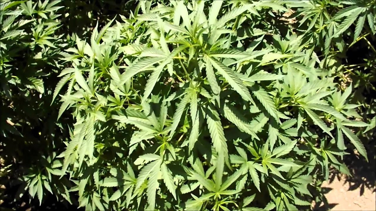 2014 ESC and Flower Initiator Project, Installment 3.