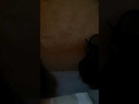 why-hulk-hogan-should-have-gone-mgtow